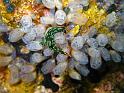 Nembrotha crespusculaire - Nembrotha kubaryana